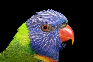 Eric Lindgren: Rainbow Lorikeet