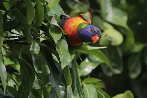 Grevillea: Rainbow Lorikeet