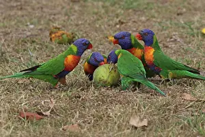 Mango: Rainbow Lorikeet