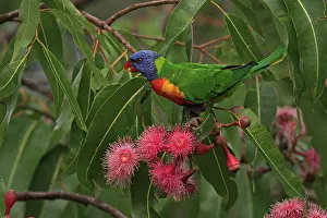 Grevillea: Rainbow Lorikeet