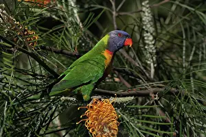 Grevillea: Rainbow Lorikeet