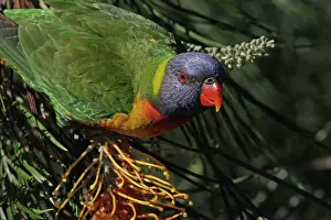 Grevillea: Rainbow Lorikeet