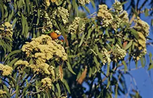 Trichoglossus: Rainbow Lorikeet