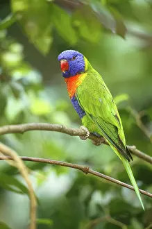 Trichoglossus: Rainbow Lorikeet