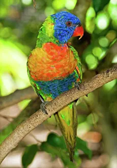 Trichoglossus: Rainbow Lorikeet