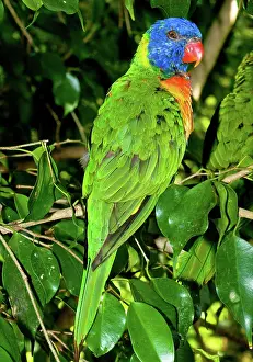 Trichoglossus: Rainbow Lorikeet