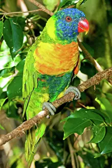 Trichoglossus: Rainbow Lorikeet