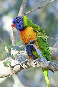 Trichoglossus: Rainbow Lorikeet