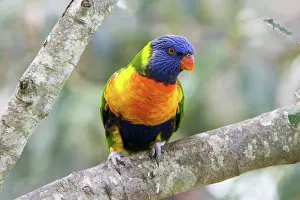 Trichoglossus: Rainbow Lorikeet
