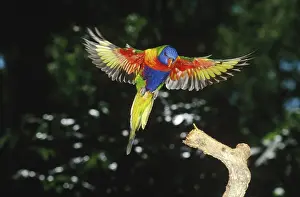 Trichoglossus: Rainbow Lorikeet
