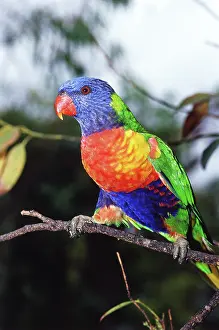 Trichoglossus: Rainbow Lorikeet