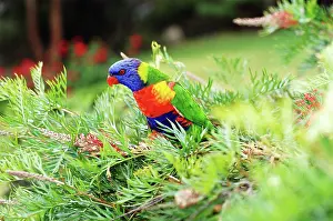 Trichoglossus: Rainbow Lorikeet