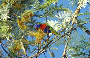 Silky: Rainbow Lorikeet