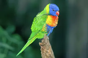 Trichoglossus: Rainbow Lorikeet