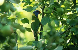 Trichoglossus: Rainbow Lorikeet