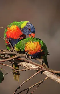 Trichoglossus: Rainbow Lorikeet