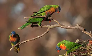 Trichoglossus: Rainbow Lorikeet