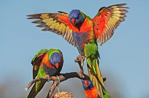 Trichoglossus: Rainbow Lorikeet
