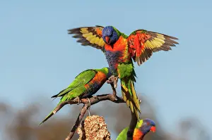 Trichoglossus: Rainbow Lorikeet