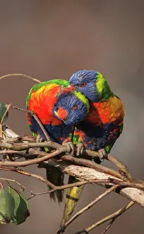 Trichoglossus: Rainbow Lorikeet
