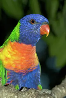 Trichoglossus: Rainbow Lorikeet