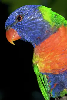 Trichoglossus: Rainbow Lorikeet
