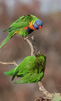 Trichoglossus: Rainbow Lorikeet