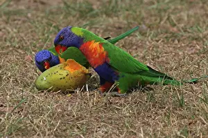 Lorikeet: Rainbow Lorikeet