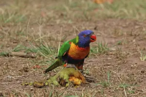 Lorikeet: Rainbow Lorikeet