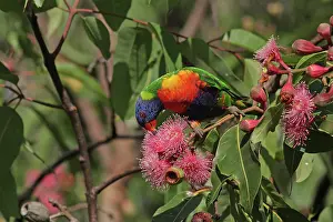 Grevillea: Rainbow Lorikeet