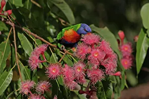 Grevillea: Rainbow Lorikeet
