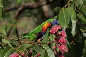 Grevillea: Rainbow Lorikeet