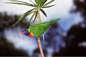 Lorikeet: RAINBOW LORIKEET