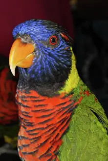 Psittacidae: Rainbow Lorikeet