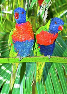 Rainbow: Rainbow Lorikeet
