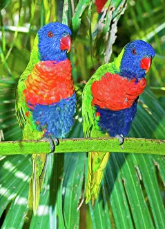 Rainbow: Rainbow Lorikeet