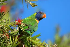 Haematodus: Rainbow Lorikeet - adult sitting on a blooming