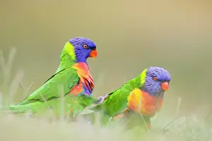 Crumbs: Rainbow Lorikeet - Two birds feeding on crumbs