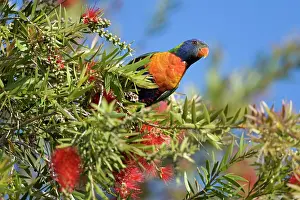 Haematodus: Rainbow Lorikeet - on a blooming Bottle Brush Tree