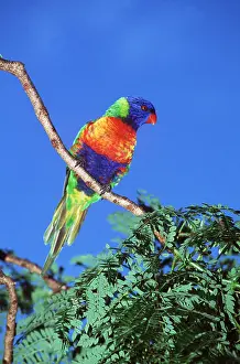 Lorikeet: RAINBOW LORIKEET ON BRANCH