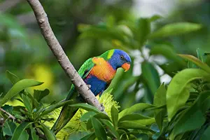 Trichoglossus: Rainbow Lorikeet feeding