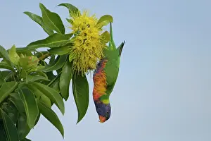 Trichoglossus: Rainbow Lorikeet feeding