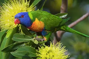 Trichoglossus: Rainbow Lorikeet feeding