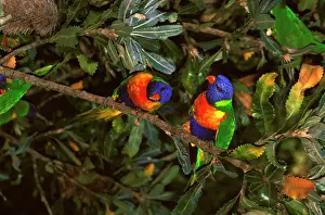 Banksia: Rainbow lorikeet feeding on Banksia (Banksia serrata)