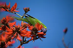 Trichoglossus: Rainbow Lorikeet - feeding on Coral / flame tree