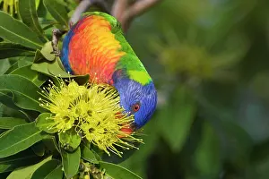 Trichoglossus: Rainbow Lorikeet feeding on a flowering bush