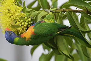Parrots: Rainbow Lorikeet feeding on a flowering bush