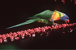 Umbrella: RAINBOW LORIKEET - feeding on umbrella tree flowers