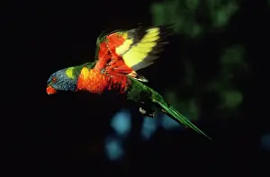 Haematodus: Rainbow Lorikeet - in flight