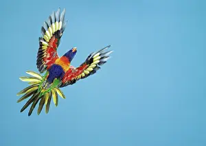Haematodus: RAINBOW LORIKEET - in flight